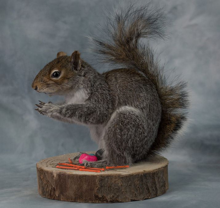 Grey Squirrel - Becky Dick