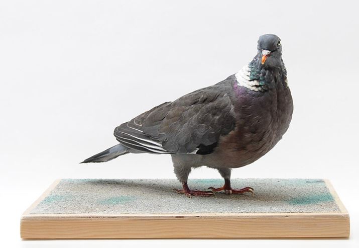 Wood Pigeon - Chris Redman