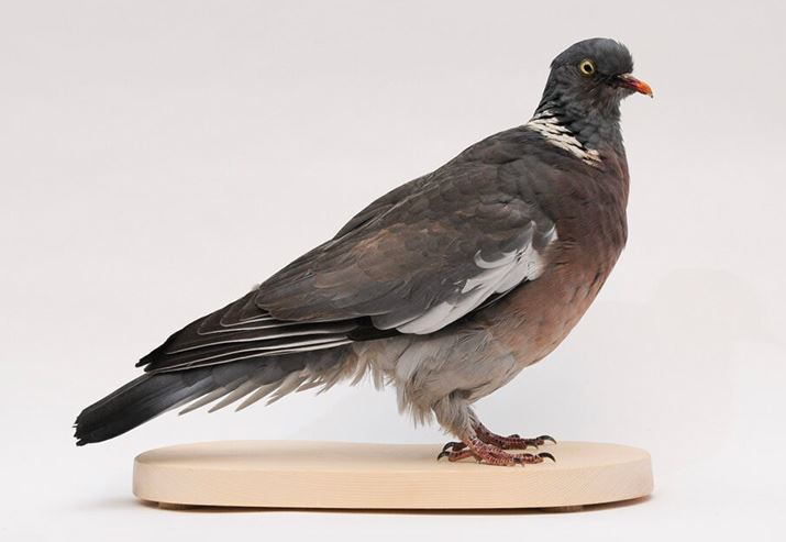 Wood Pigeon - Sarah Keen