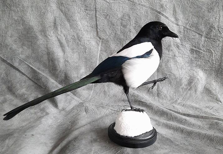 Stepping Magpie - professional winner