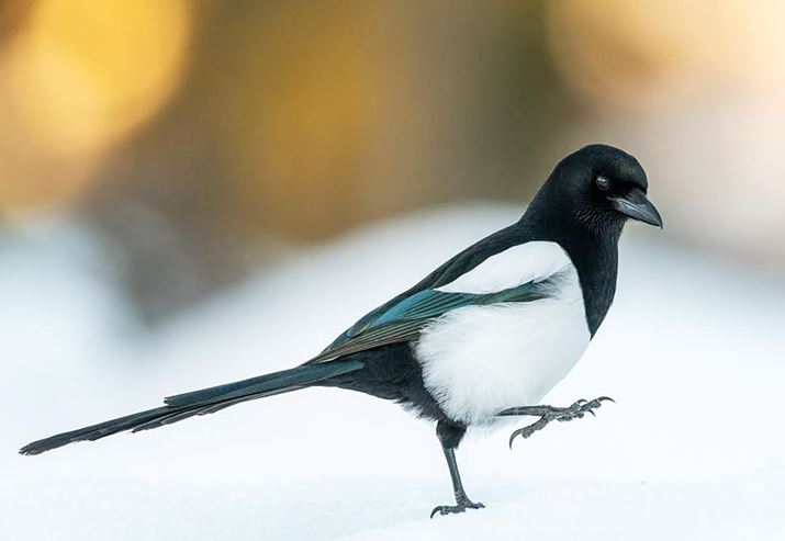 Stepping Magpie