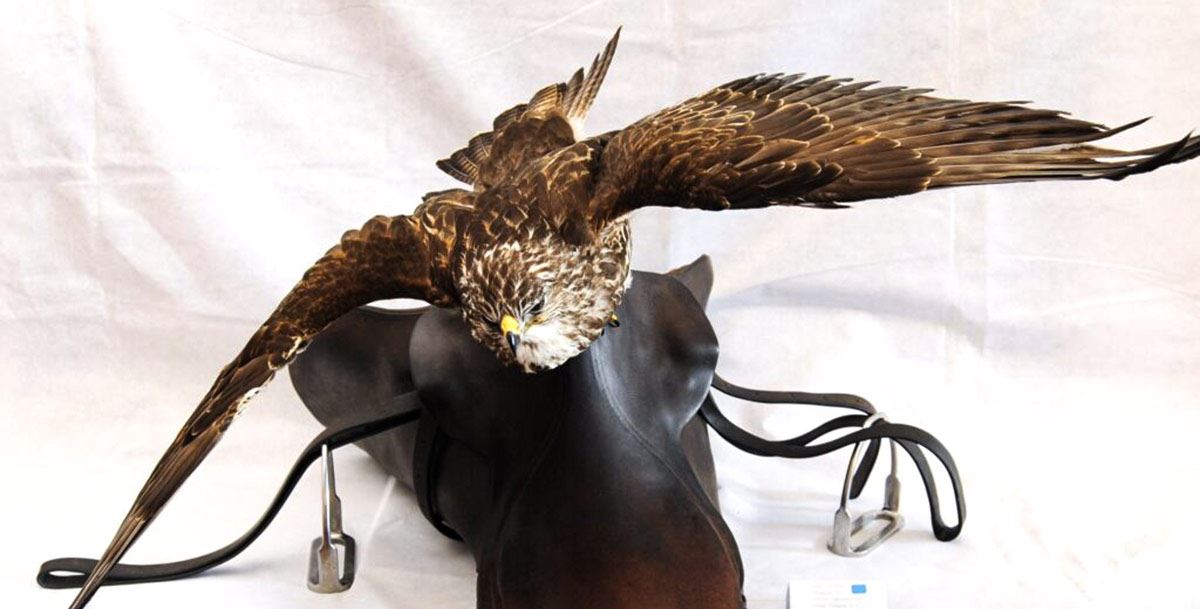 Taxidermy of Kestrel flying from a saddle