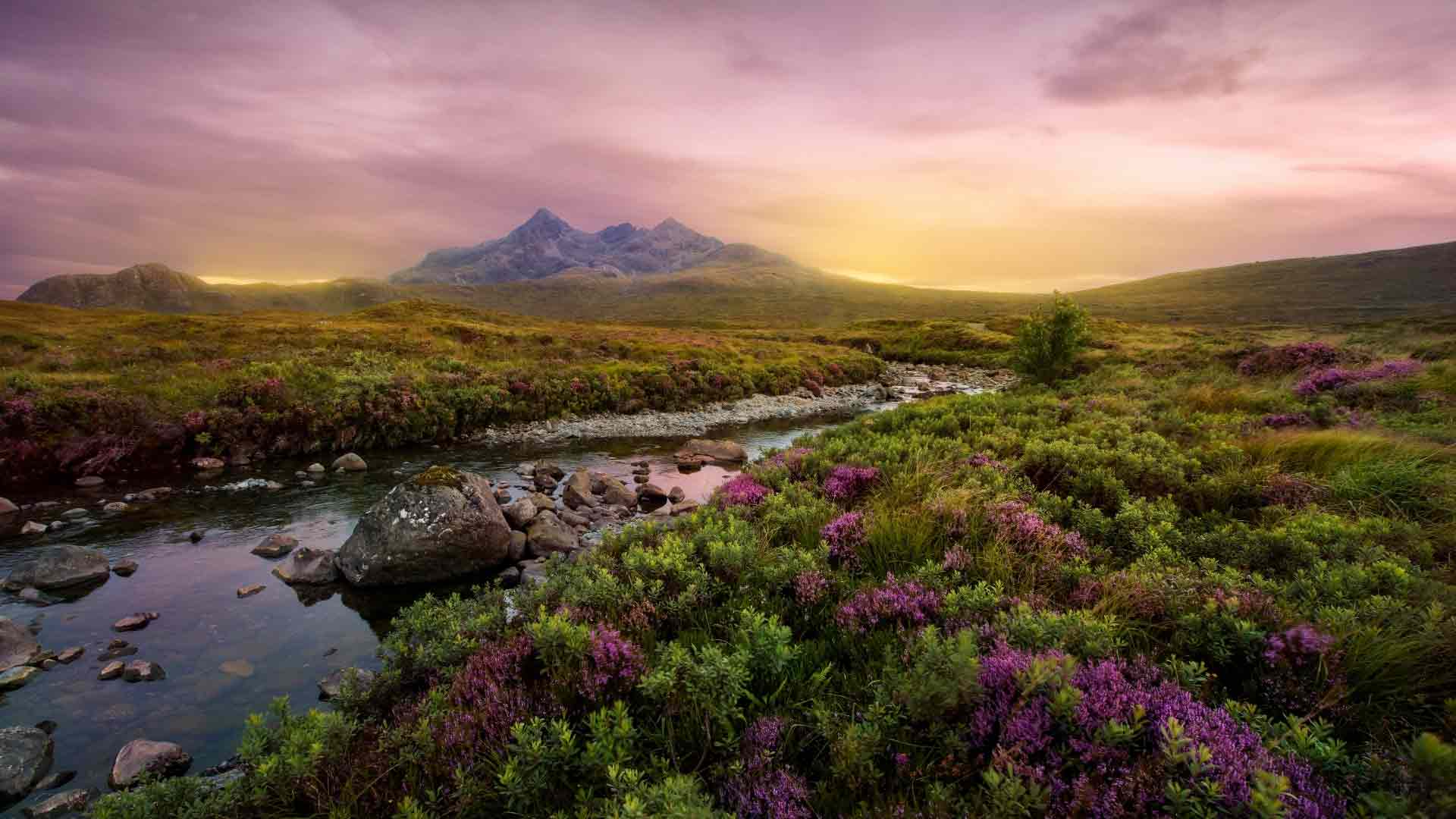 View of Scottish Highlands with purple heather